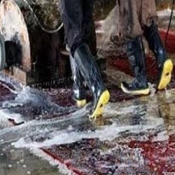 بهترین قالبشویی ساری